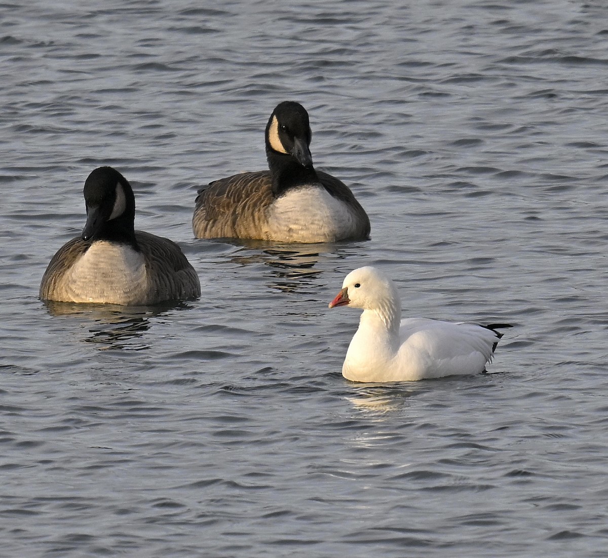 Ross's Goose - ML646668013