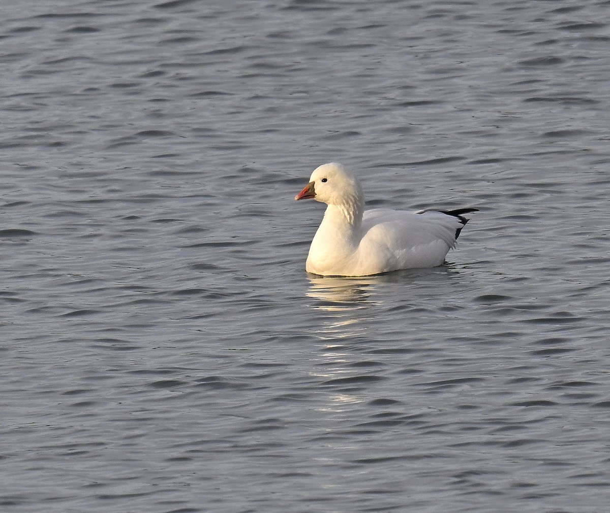Ross's Goose - ML646668015