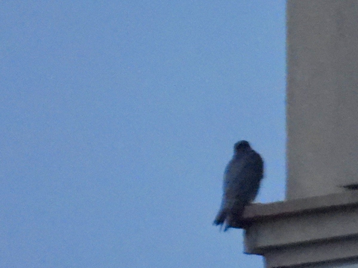 Peregrine Falcon - ML646668018