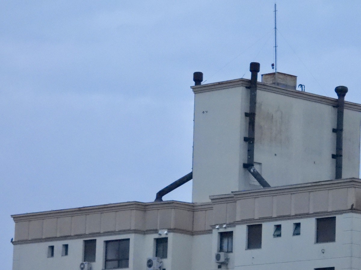 Peregrine Falcon - ML646668019