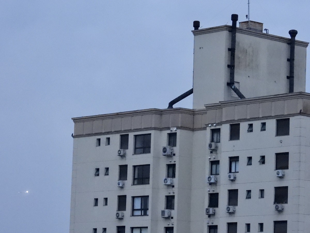 Peregrine Falcon - ML646668020