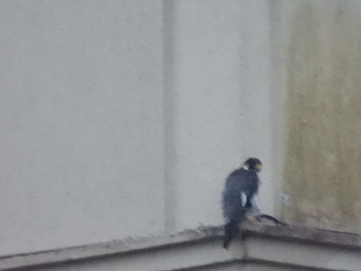 Peregrine Falcon - ML646668021