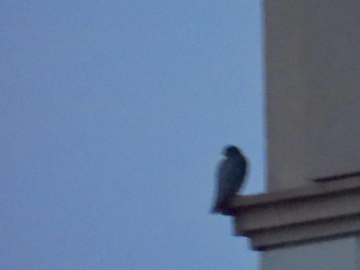 Peregrine Falcon - ML646668022