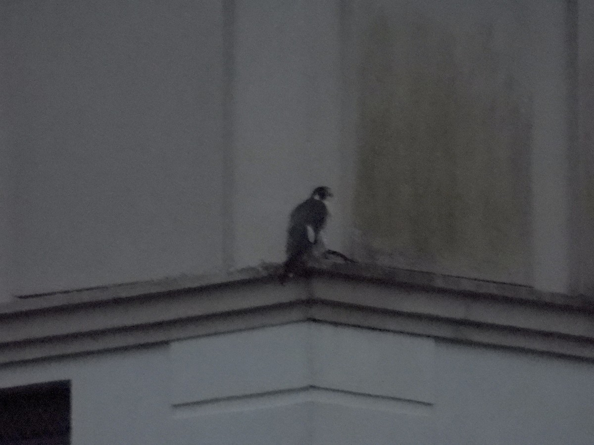 Peregrine Falcon - ML646668023