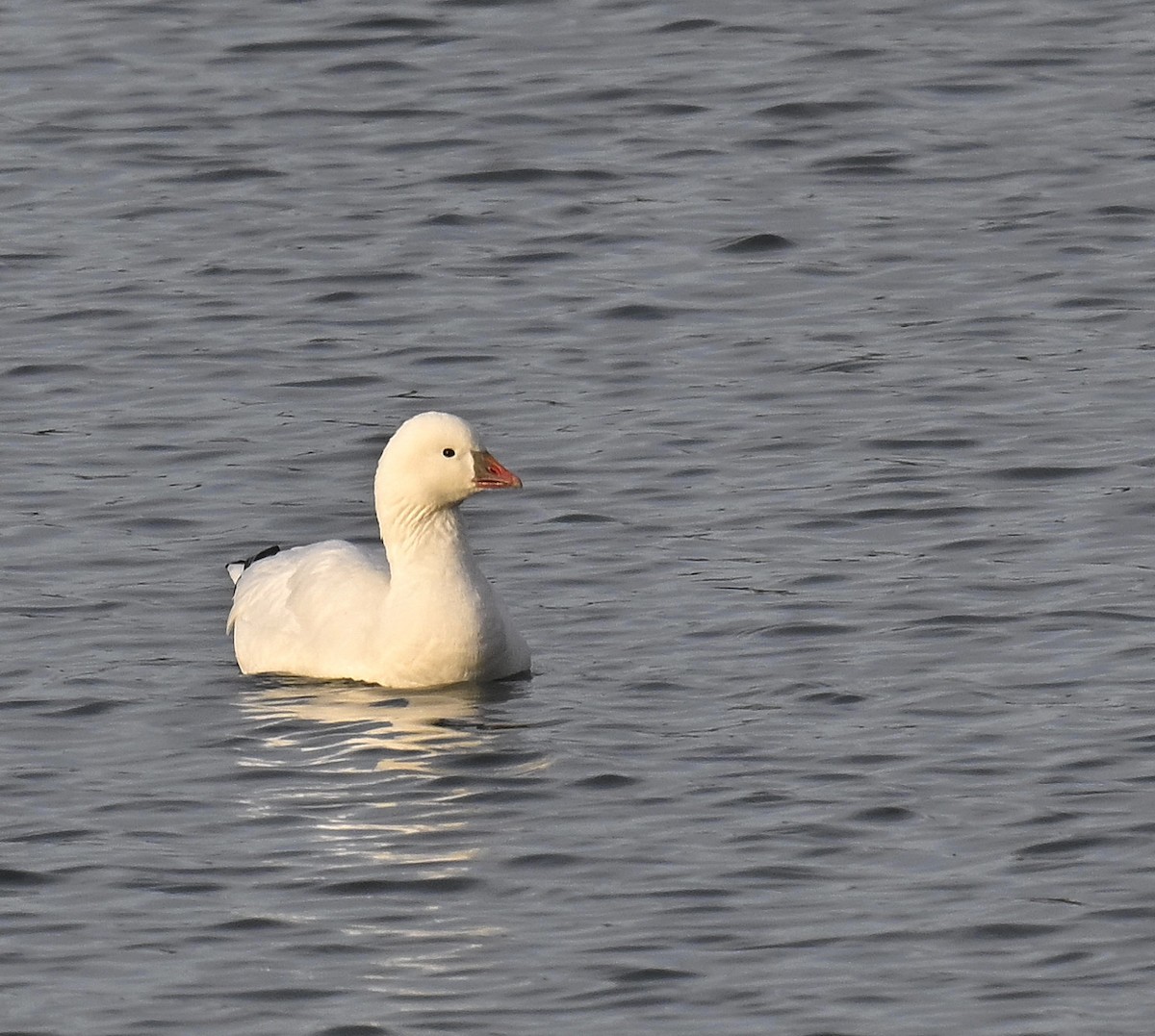 Ross's Goose - ML646668026