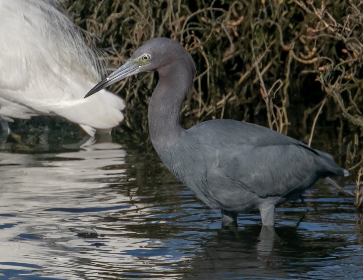 Little Blue Heron - ML646668028