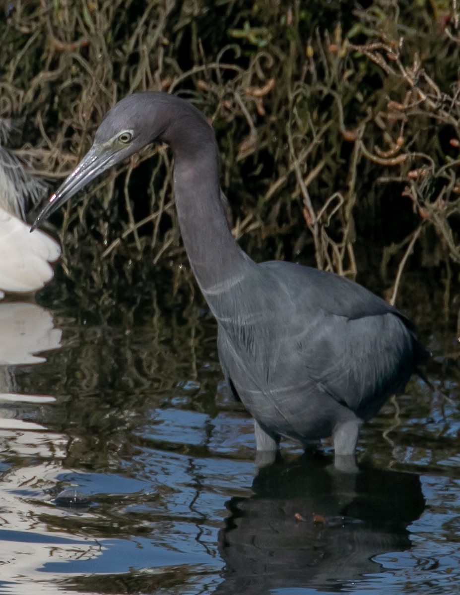 Little Blue Heron - ML646668029
