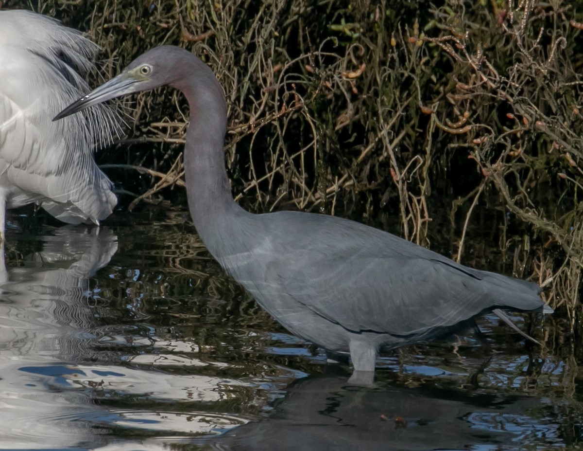 Little Blue Heron - ML646668030