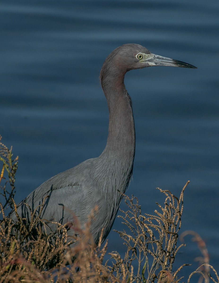 Little Blue Heron - ML646668031