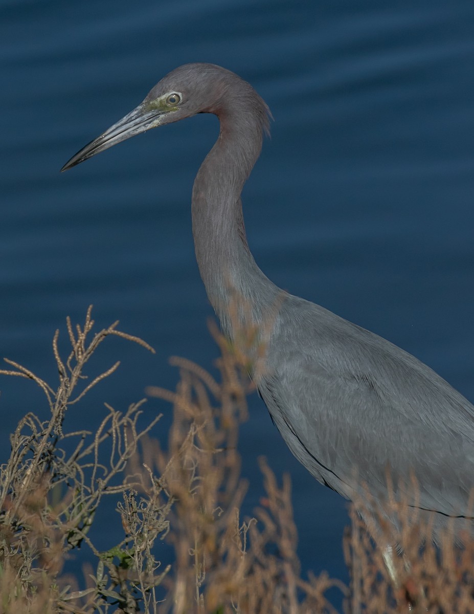 Little Blue Heron - ML646668032