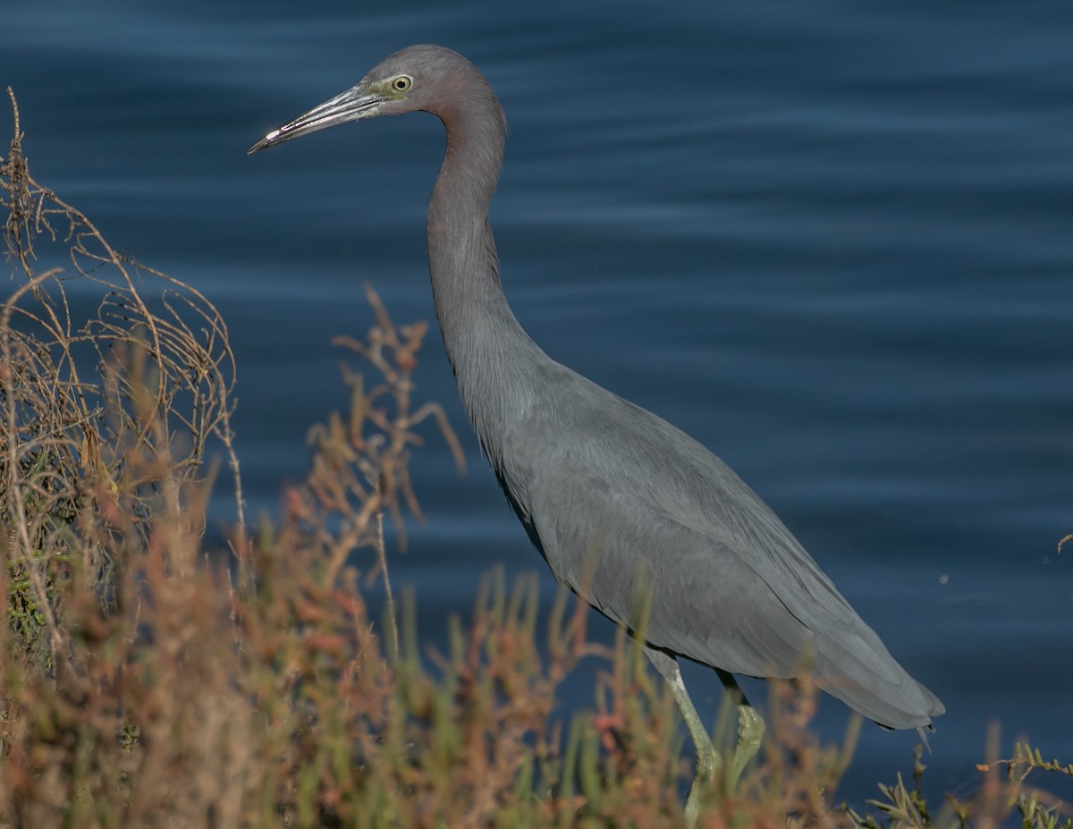 Little Blue Heron - ML646668033