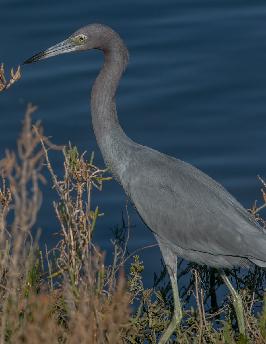 Little Blue Heron - ML646668034