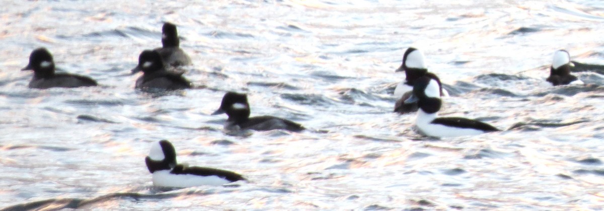 Ak Yanaklı Ördek - ML646668035