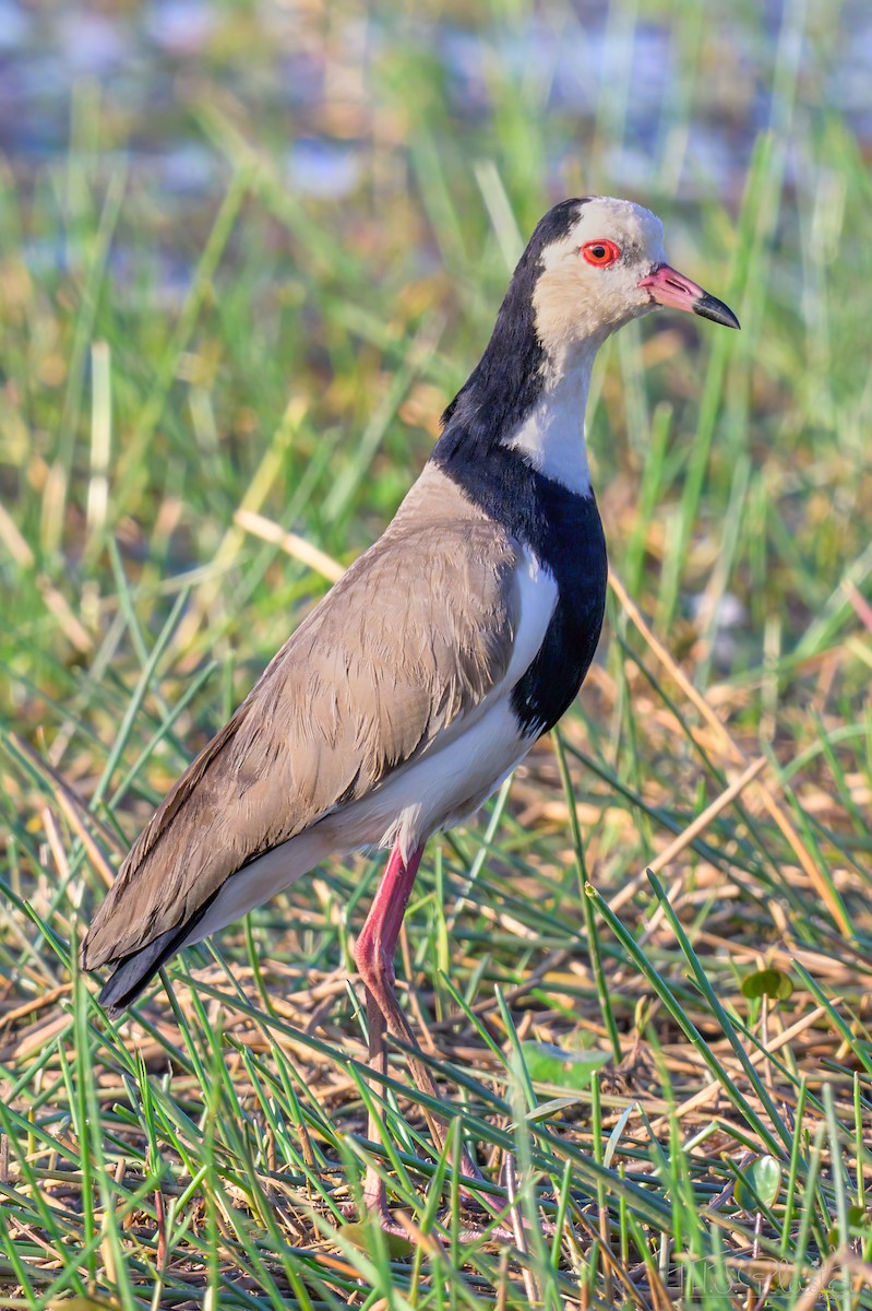 Long-toed Lapwing - ML646668036