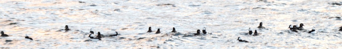 Ak Yanaklı Ördek - ML646668037