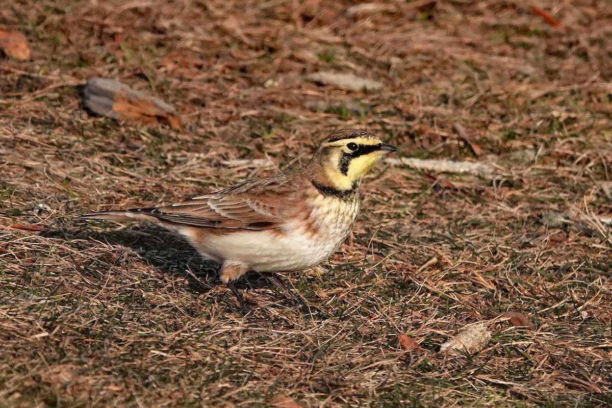 Horned Lark - ML646668039