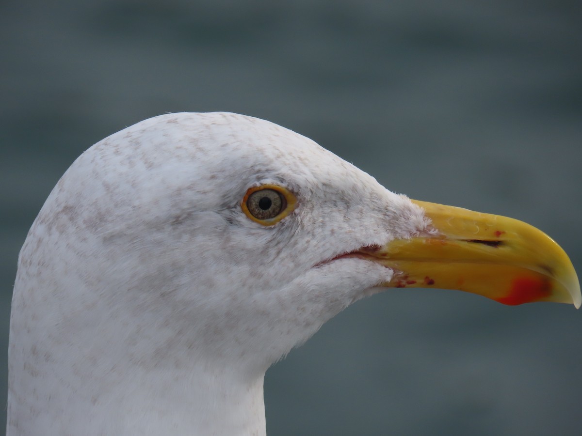 Western Gull - ML646668040