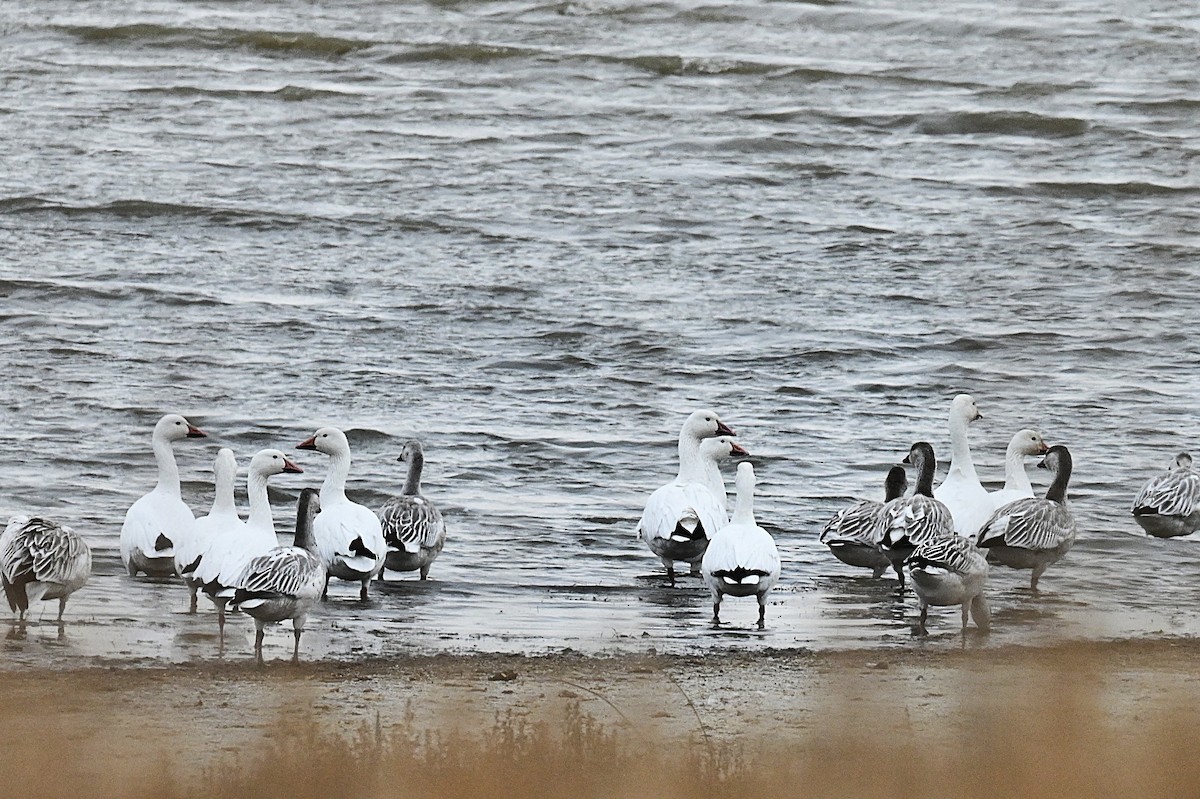 Snow Goose - ML646668045