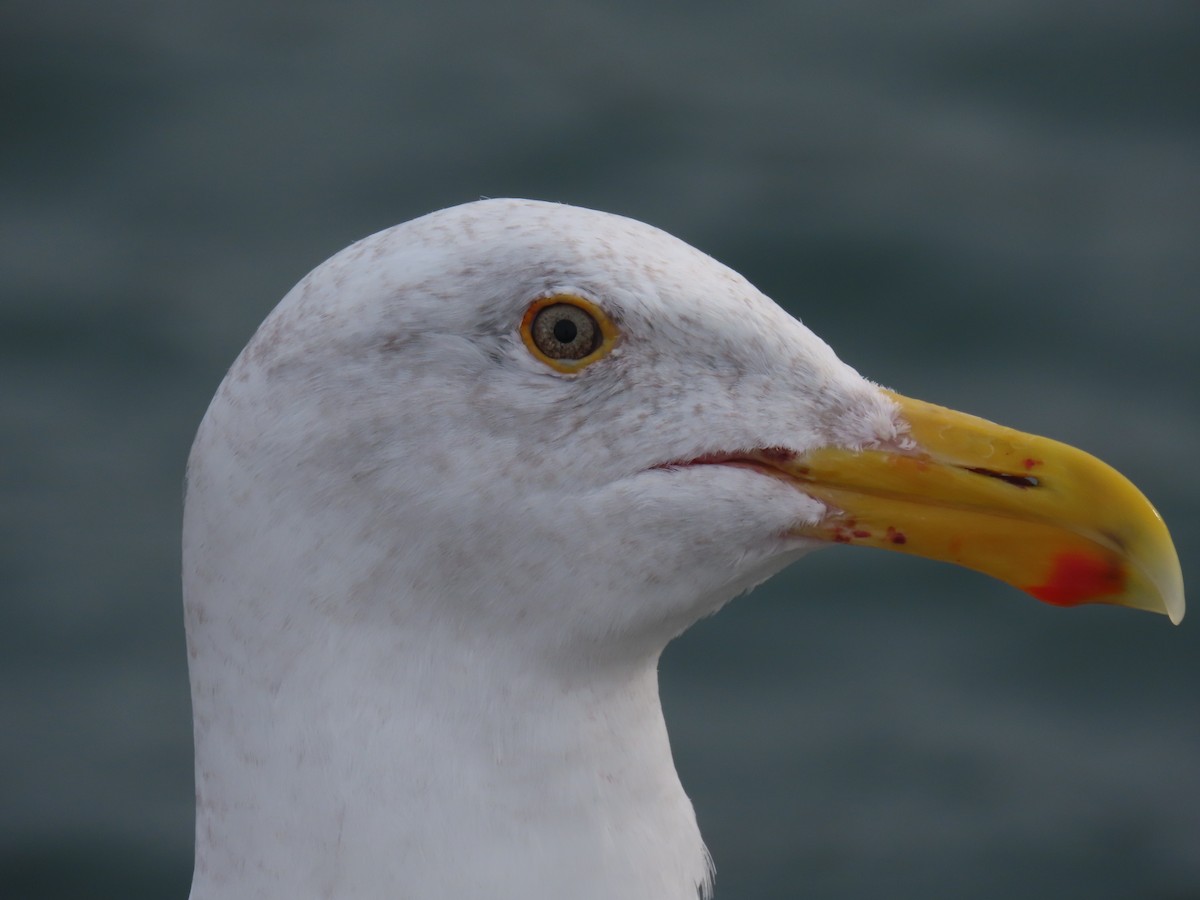 Western Gull - ML646668046
