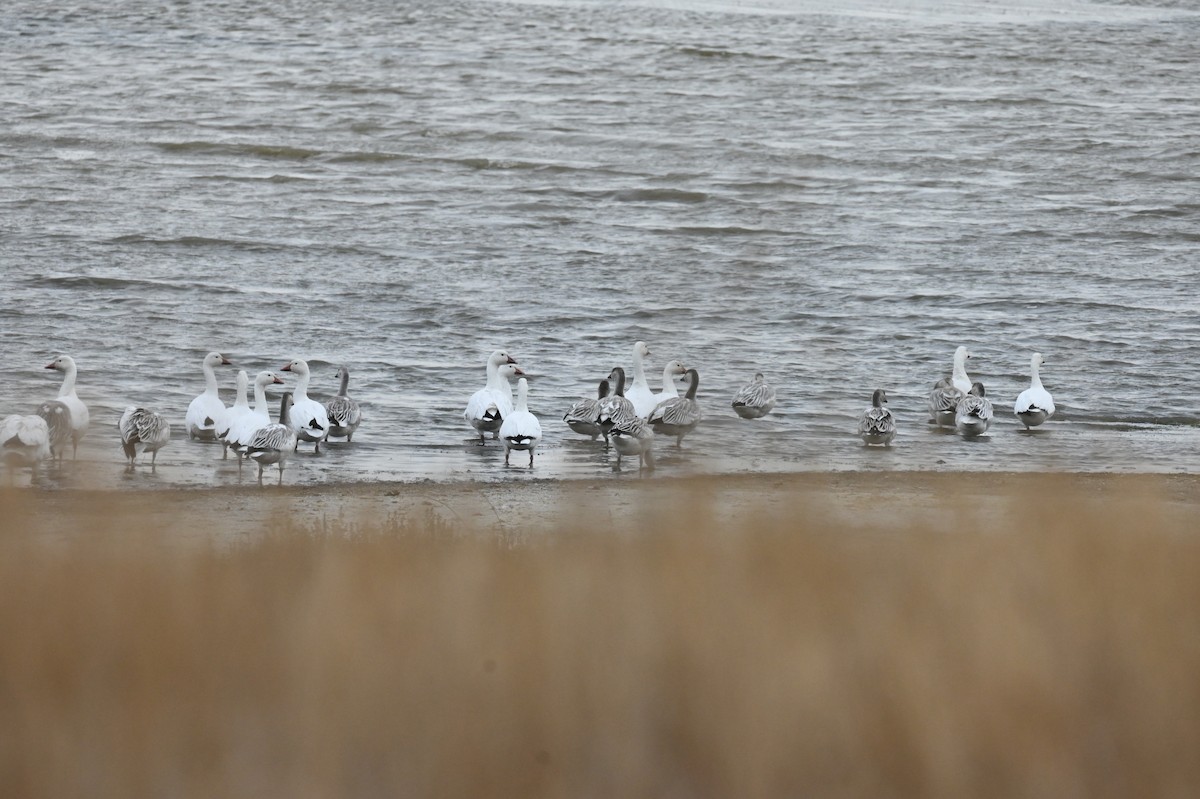 Snow Goose - ML646668047