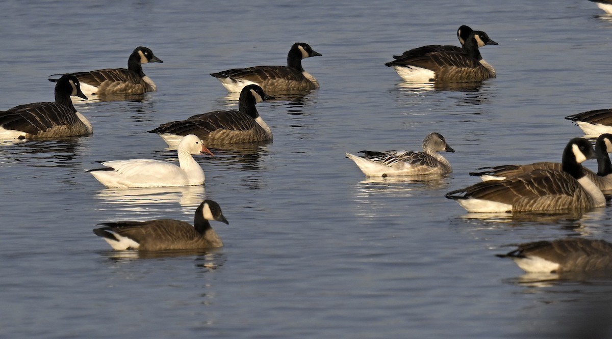 Snow Goose - ML646668048