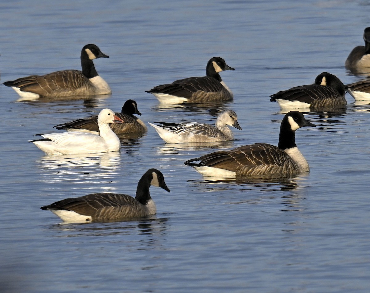 Oca delle nevi - ML646668051