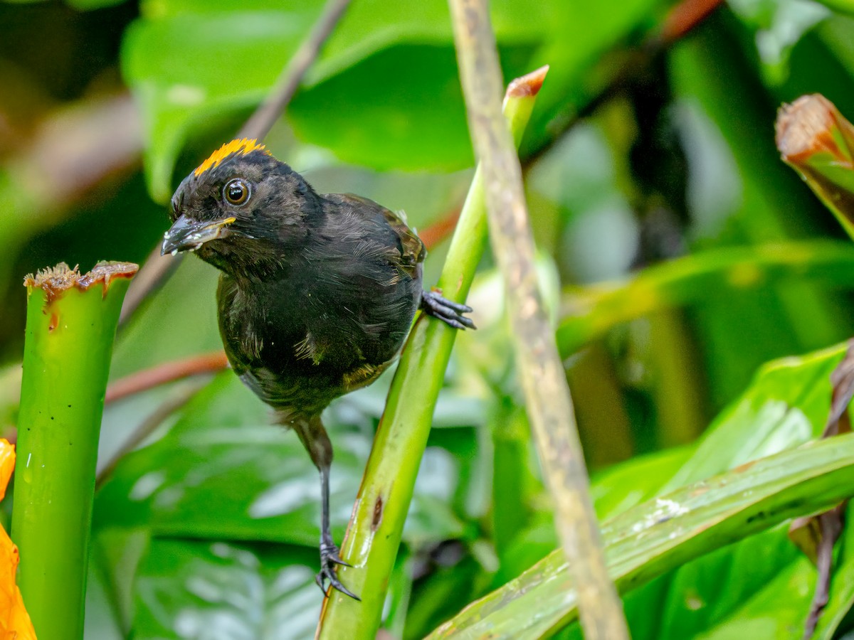Tawny-crested Tanager - ML646668054
