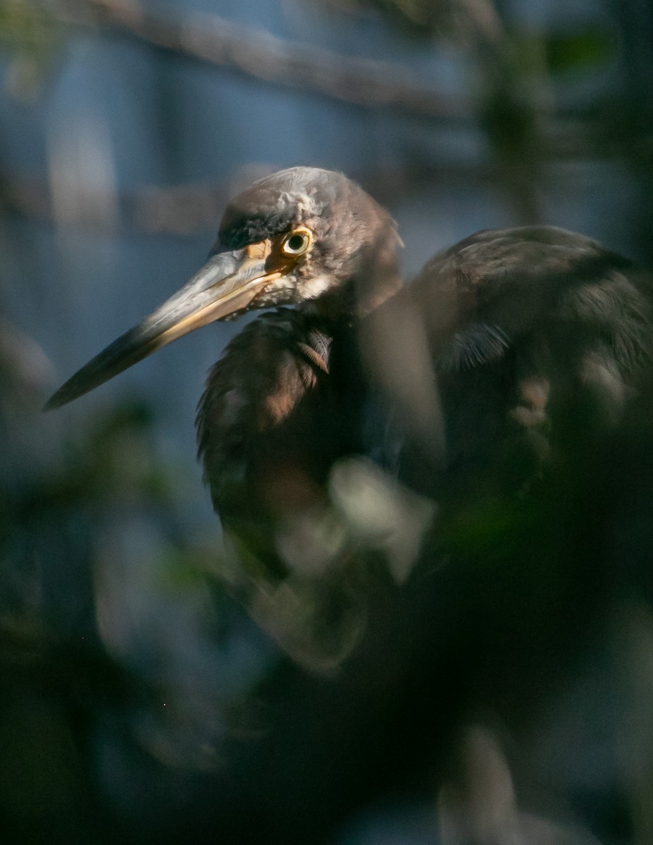 Tricolored Heron - ML646668055