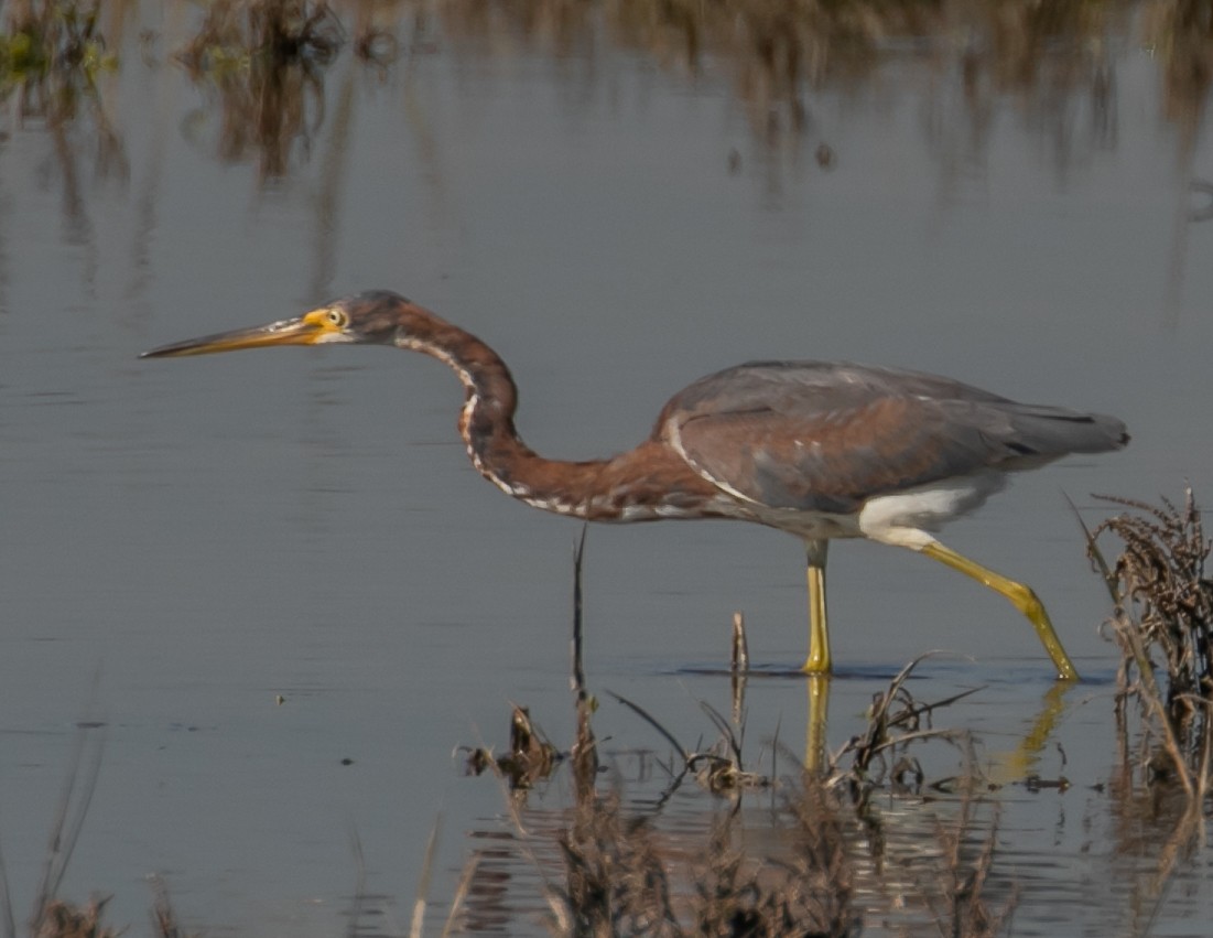 Tricolored Heron - ML646668056
