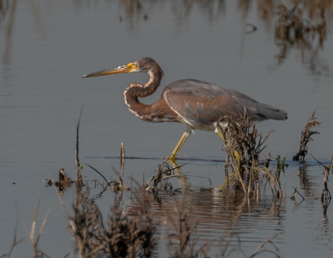Чепура трибарвна - ML646668057