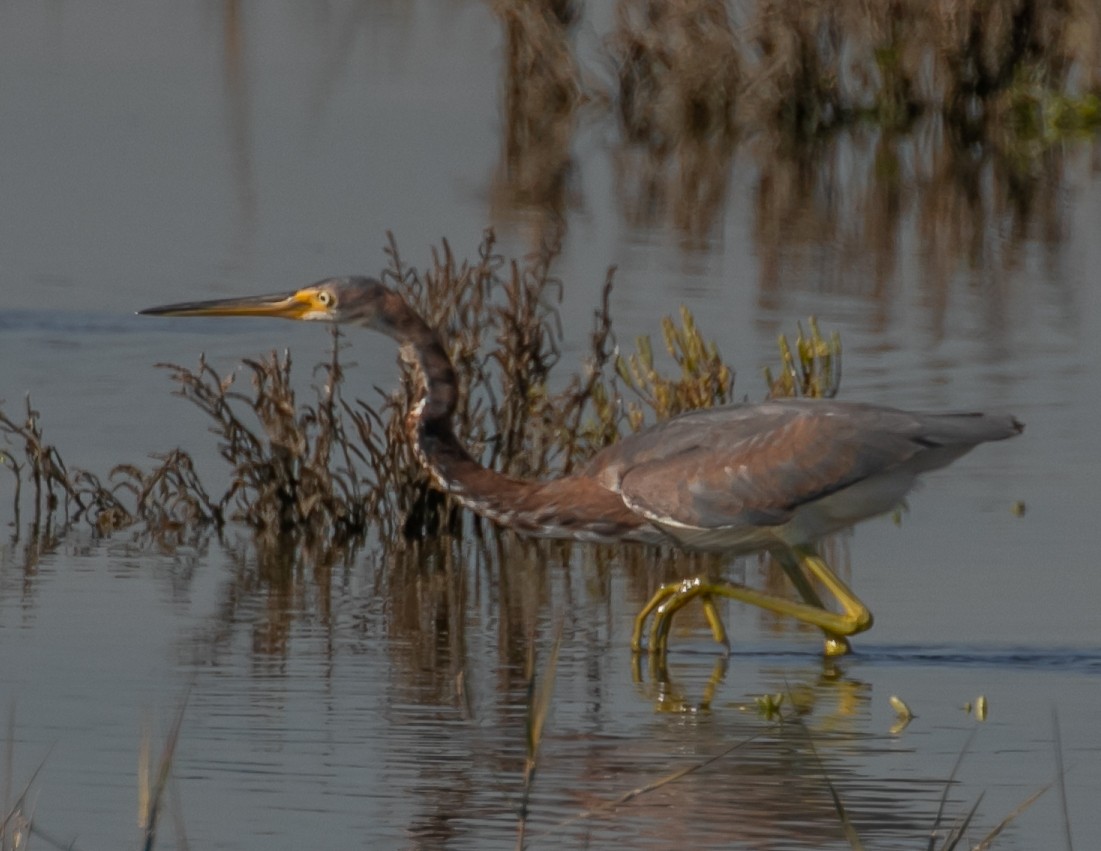 Чепура трибарвна - ML646668058