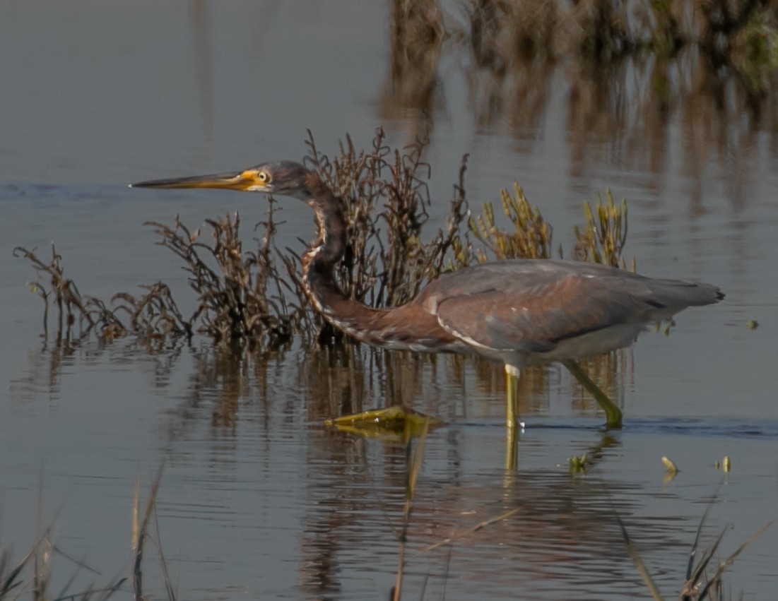 Tricolored Heron - ML646668059