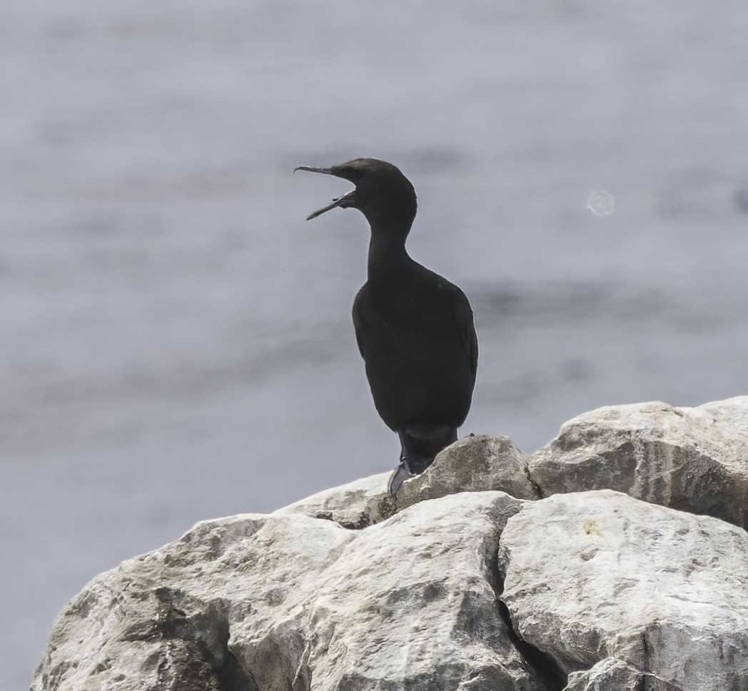 Bank Cormorant - ML646668061