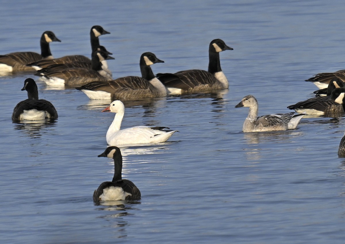 Oca delle nevi - ML646668063