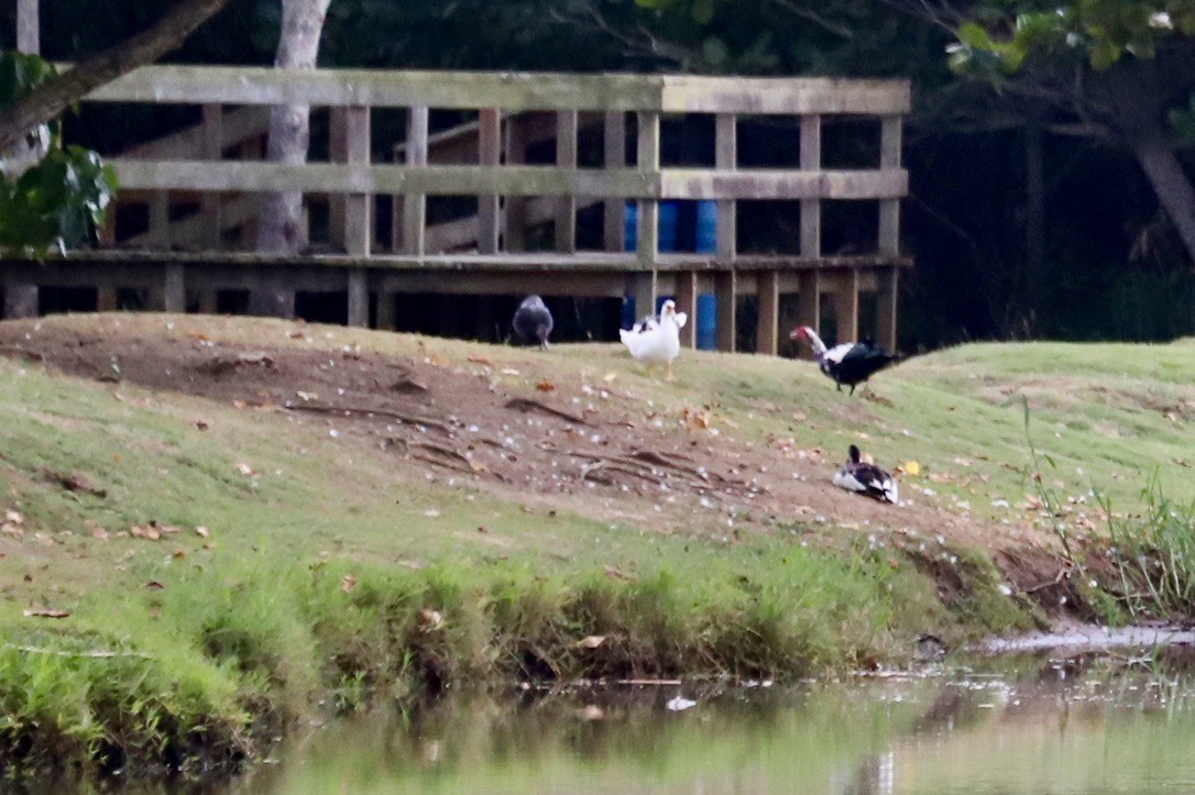 ノバリケン（家畜） - ML646668064