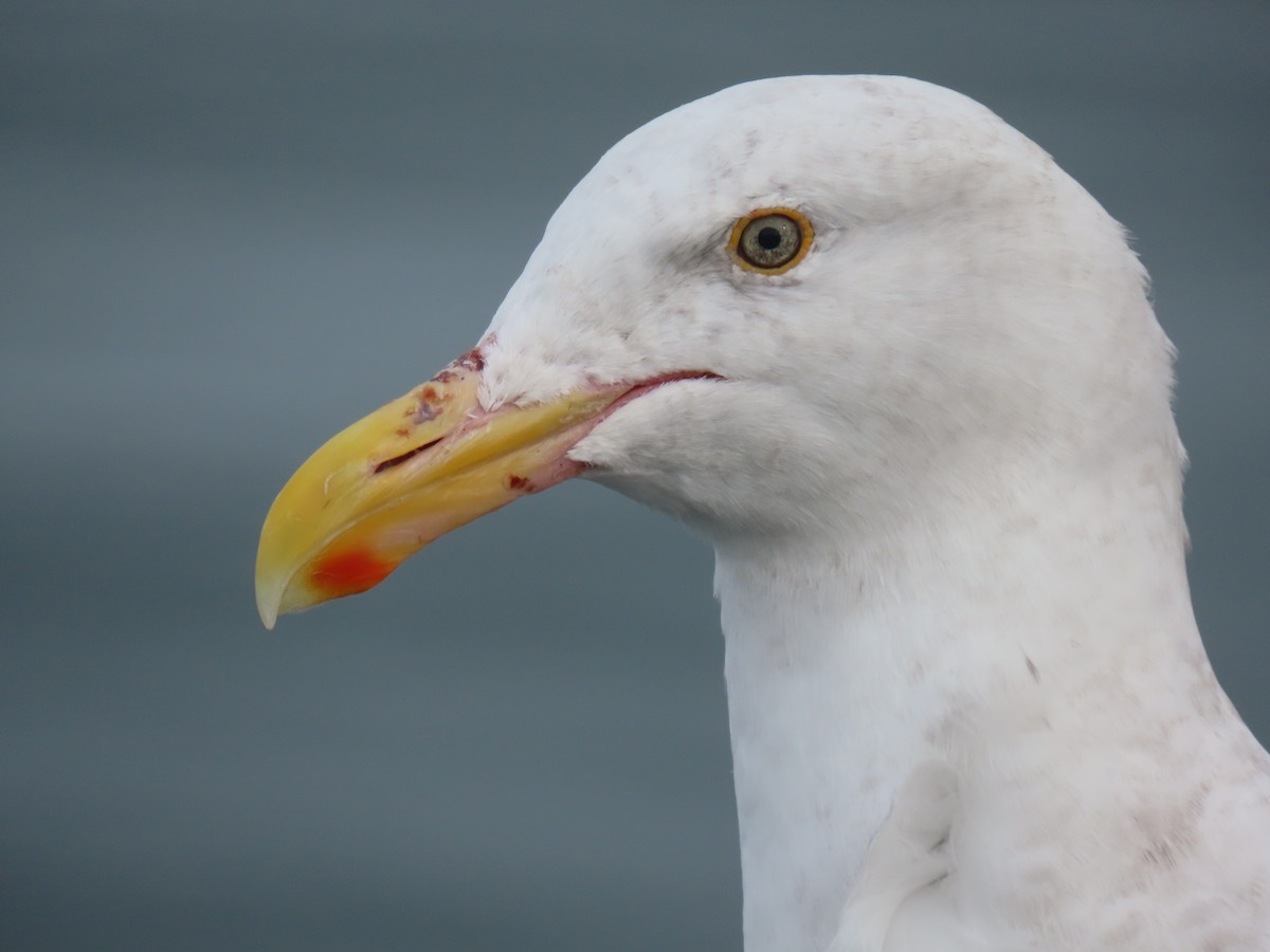 Western Gull - ML646668065