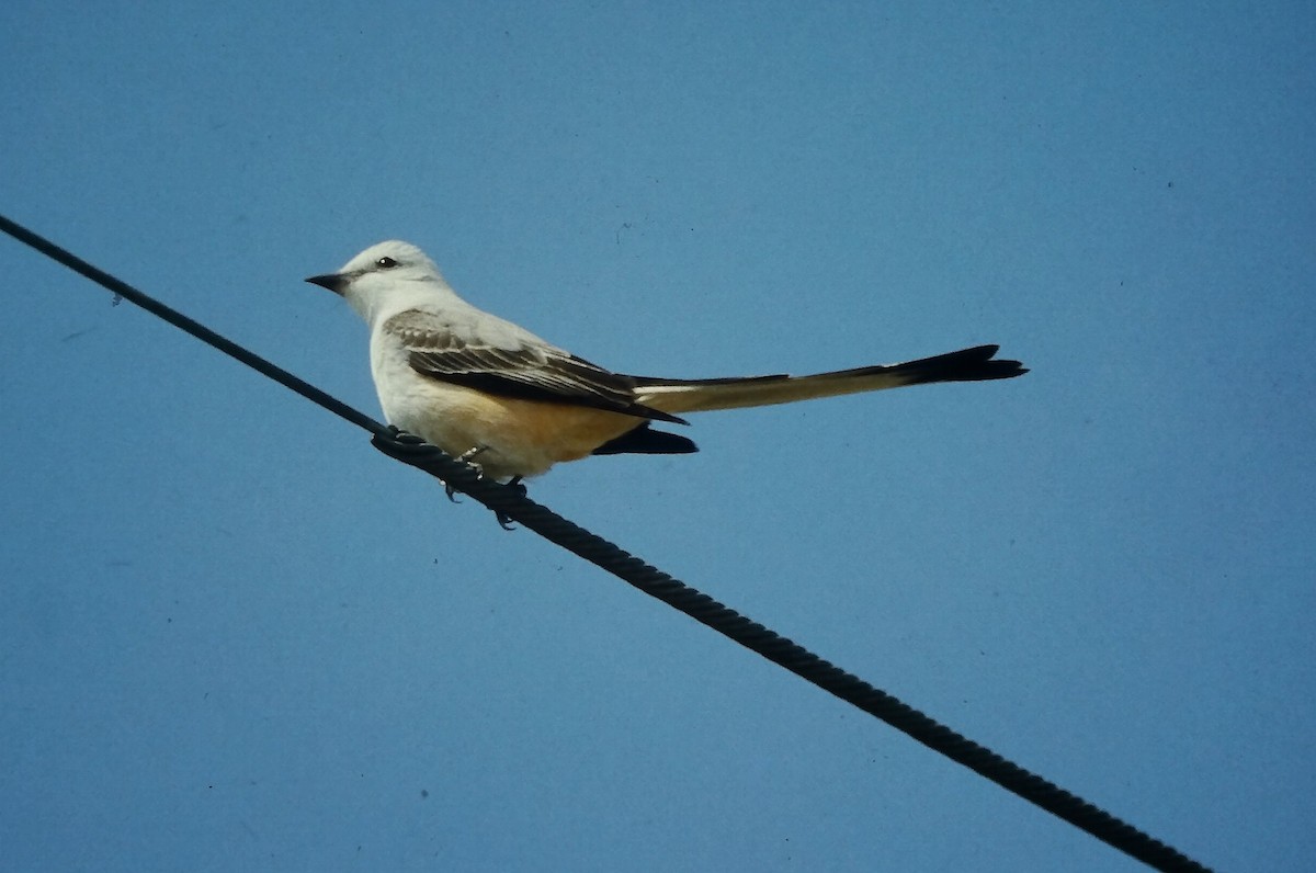 Тиран мексиканський - ML646668069