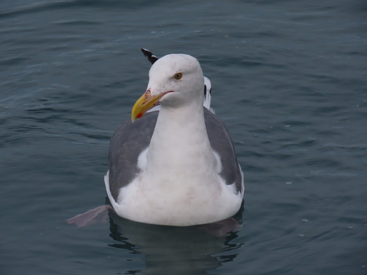 Western Gull - ML646668073