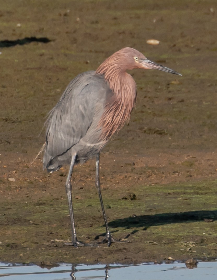 Reddish Egret - ML646668075