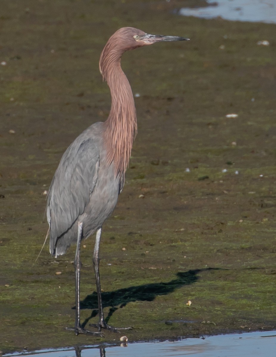 Reddish Egret - ML646668076