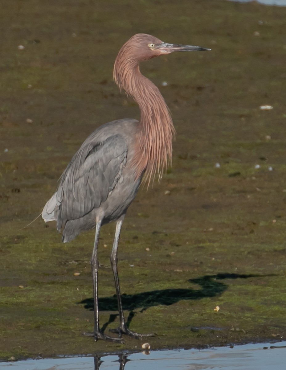 Reddish Egret - ML646668077