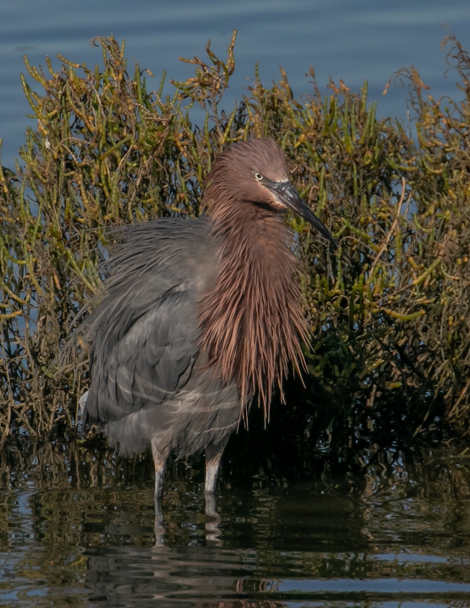 Reddish Egret - ML646668078