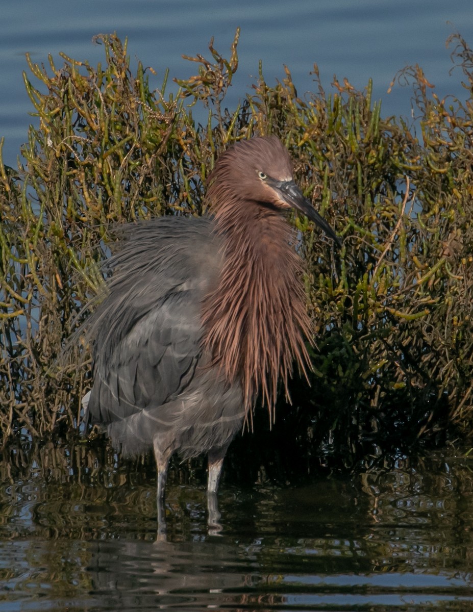 Reddish Egret - ML646668079