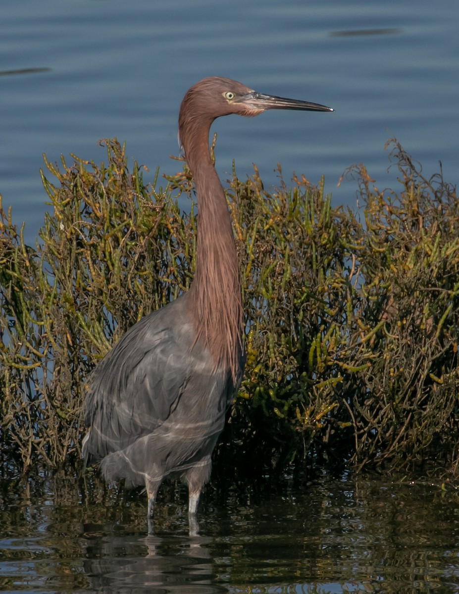 Reddish Egret - ML646668080