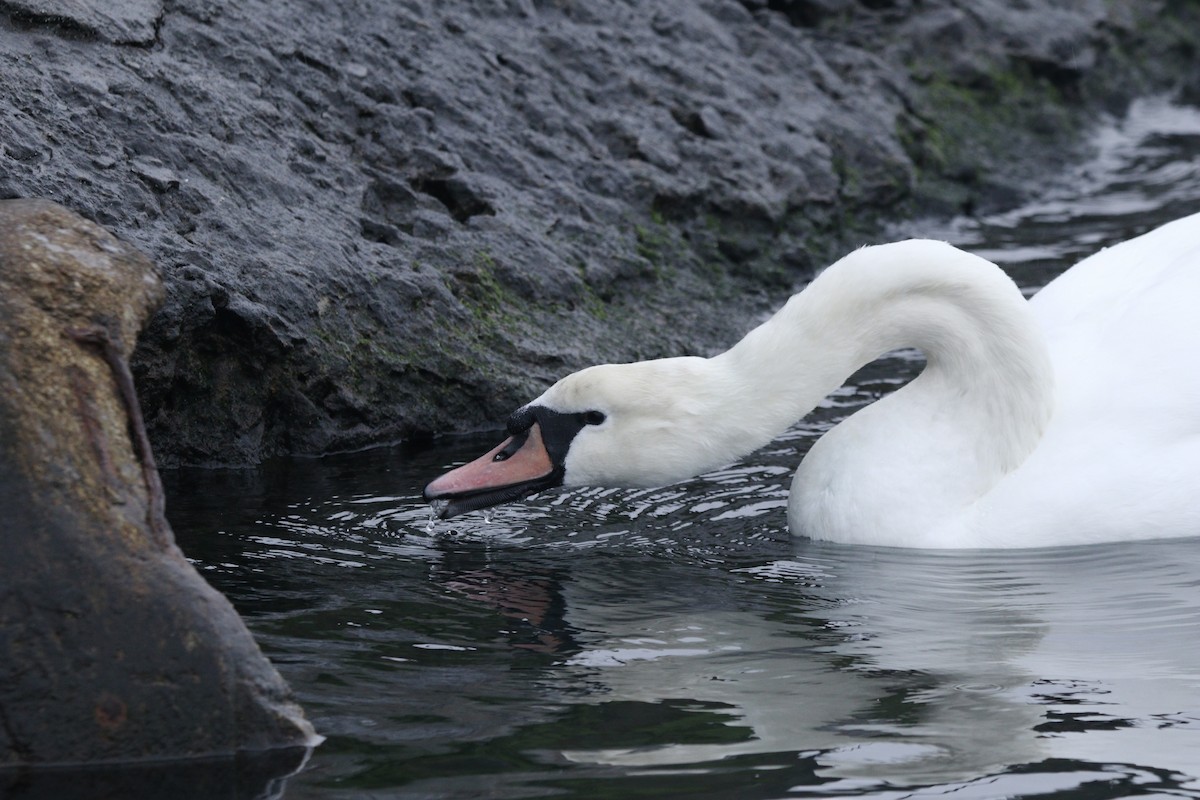 Mute Swan - ML646668084