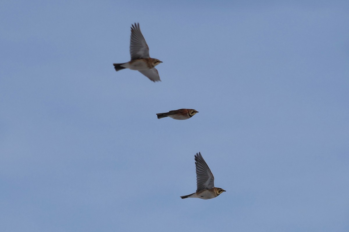 צחיחנית חרמון - ML646668085