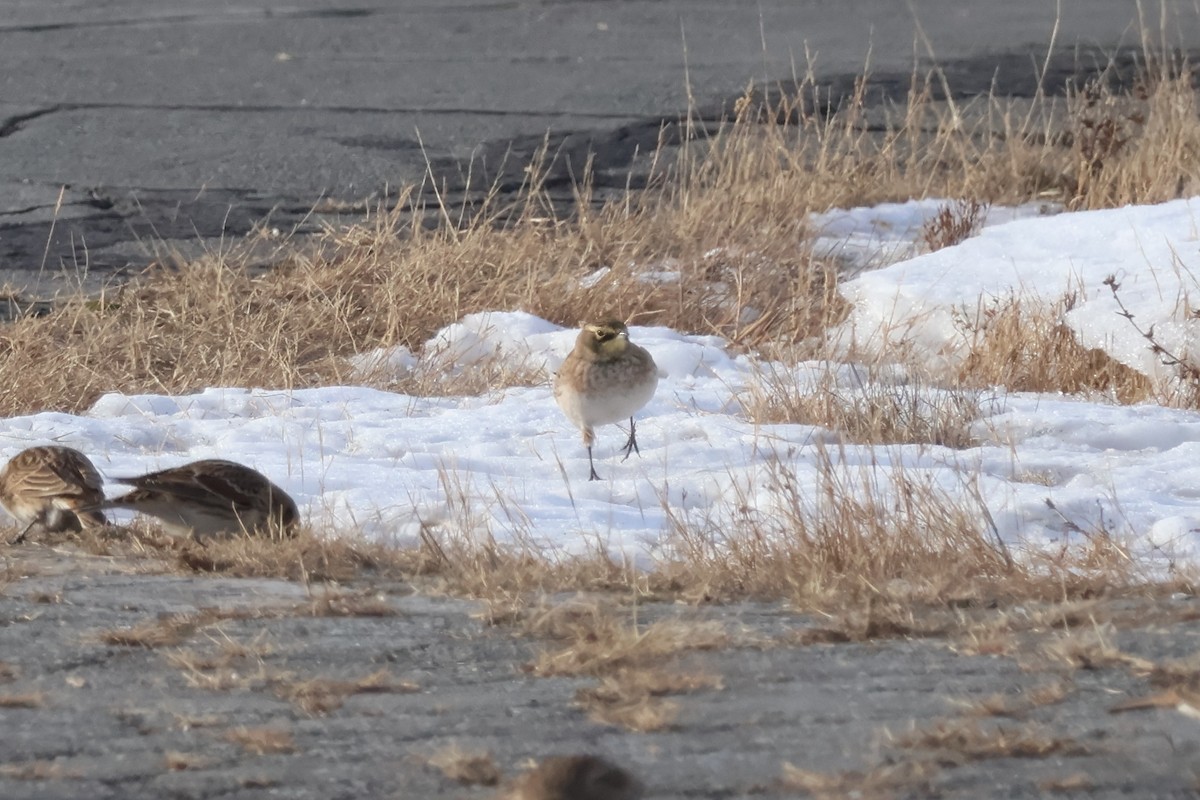 צחיחנית חרמון - ML646668086