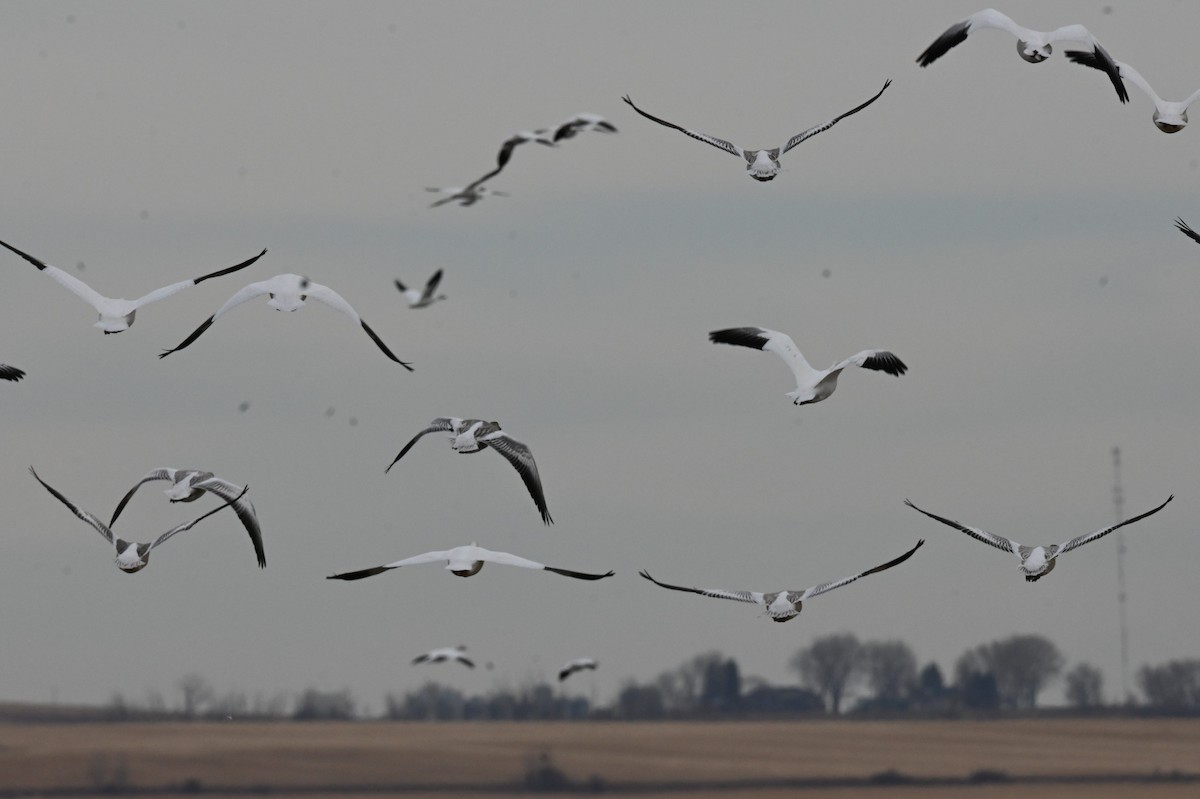 Snow Goose - ML646668087