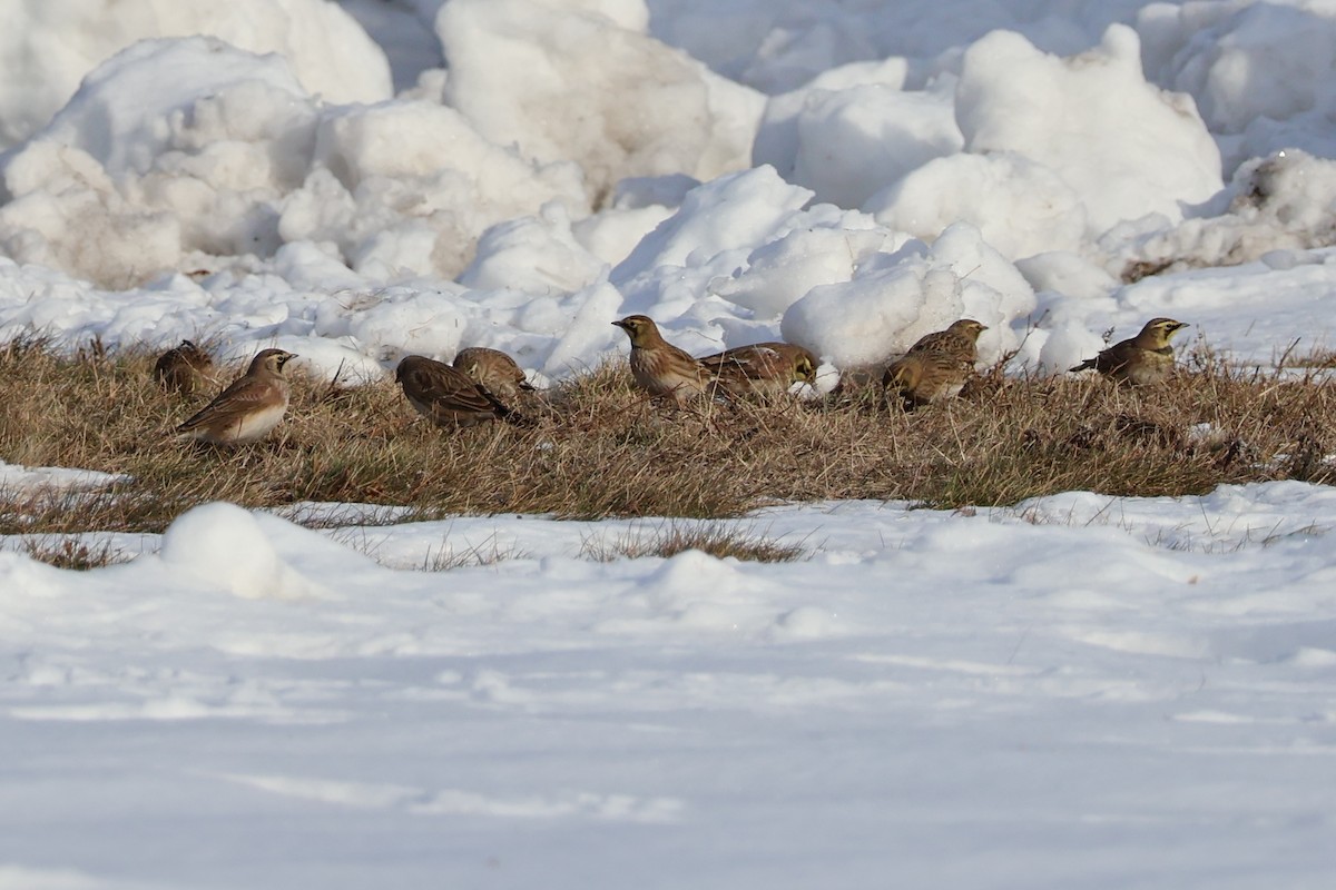 צחיחנית חרמון - ML646668088