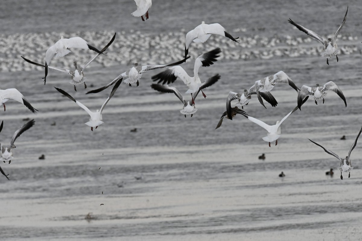 Snow Goose - ML646668089